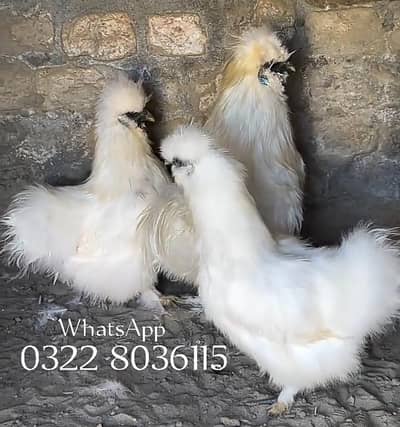 white Silkie Hens For sale