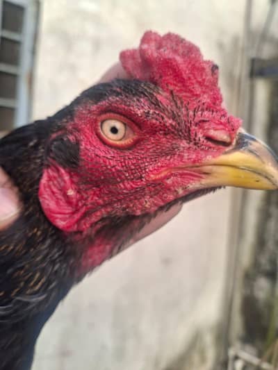 Main wali nasal old breed