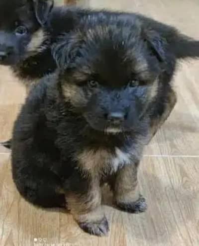 German shepherd puppies available