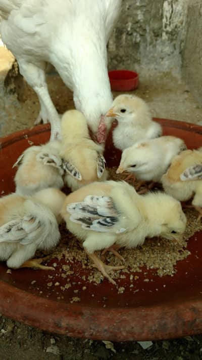 Aseel Heera Lasani Chicks
