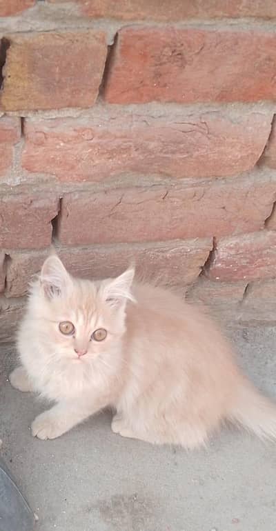 Persian kittens for sale