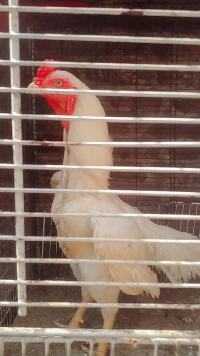 Shamo Cross Heera Chick