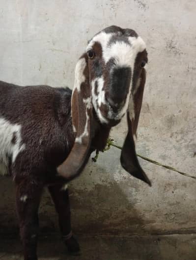 Desi Bakri Nagra Amberseri  For Sale 03426711487