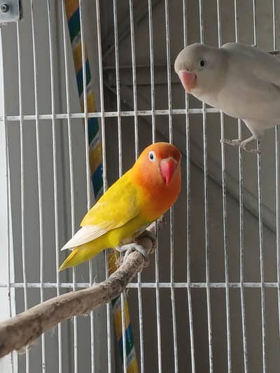 Healthy Breeder Lovebird Pair For Sale