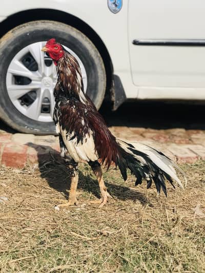 Aseel murga for sale