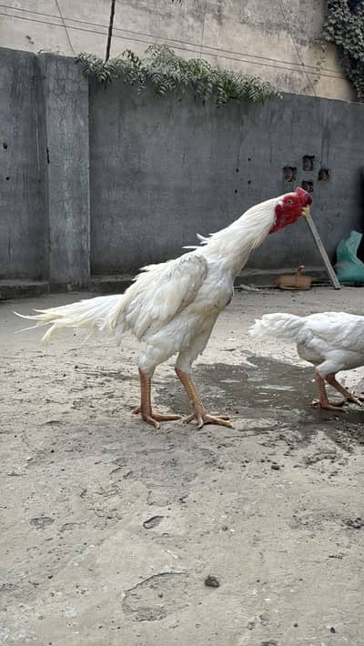 Indian Parrot beak Male