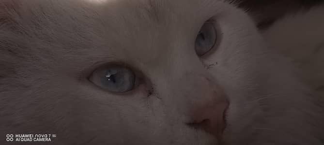 Cat/ Breeder male cat/ Tomcat.