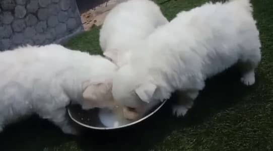 Russian white puppy for sale