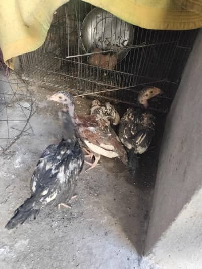 Aseel murghi with 4 chicks cheapest price sale
