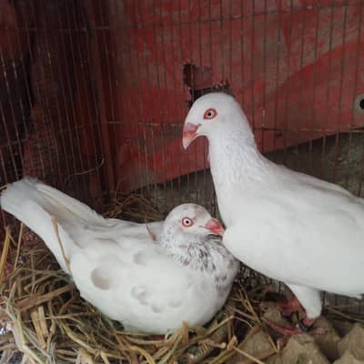 fancy pigeons for sale