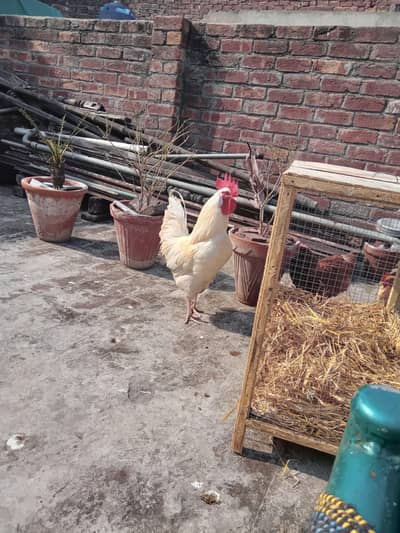 pure white murgha murga roster