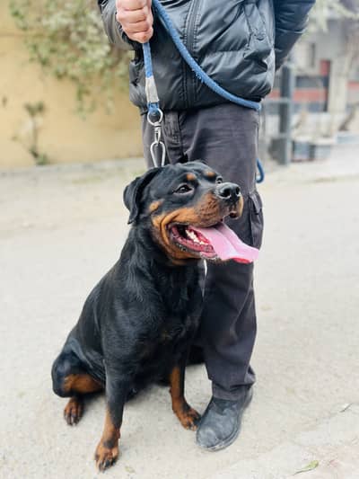 Rottweiler breeder female