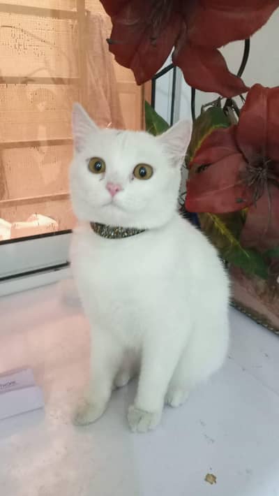 Persian Cat for sale