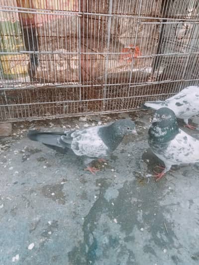 pigeon imam din bachre .  dabwale bache .  tedy bacha