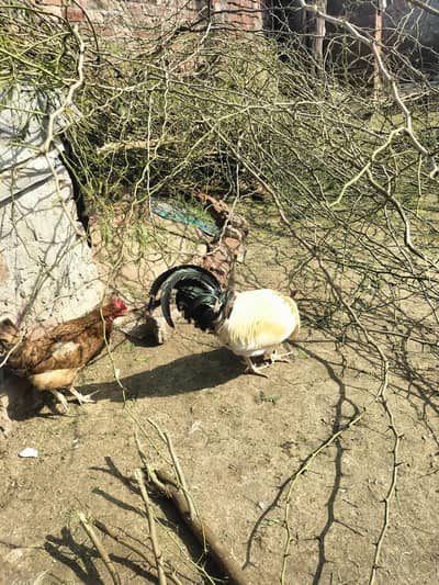 03274310863/03173939504