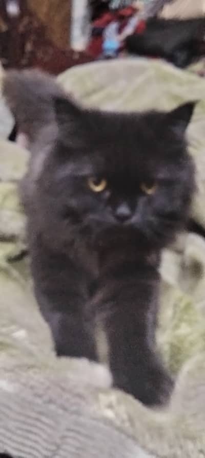 Persian cat and kitten 6 months very fluffy and active