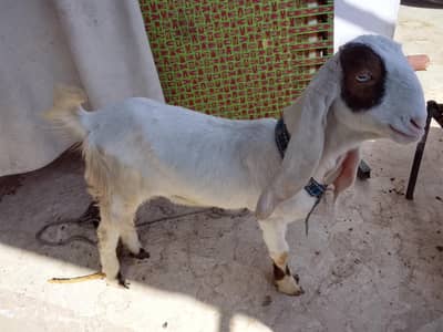 gulabi ablak