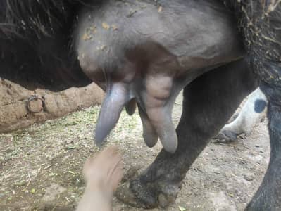 behtren asel bhains /بھینس