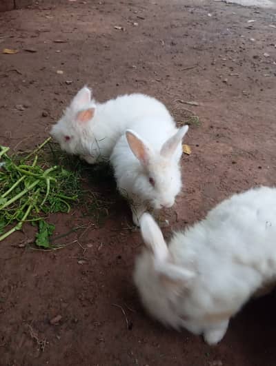 Cute, Fluffy Red Eyed English Angora Rabbit Pairs