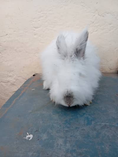 Cute, Fluffy Red Eyed English Angora Rabbit Pairs