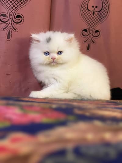 Blue Eyes Persian High Quality Female kitten