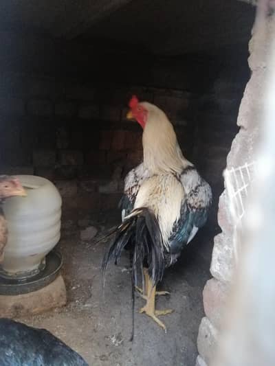 murga mianwali =or black murgi java=or brown murgi shamo 25k ky hn