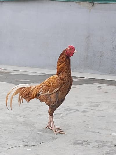 Pakistani Aseel Patha for sale | Aseel Murga for Sale| Aseel Murgi