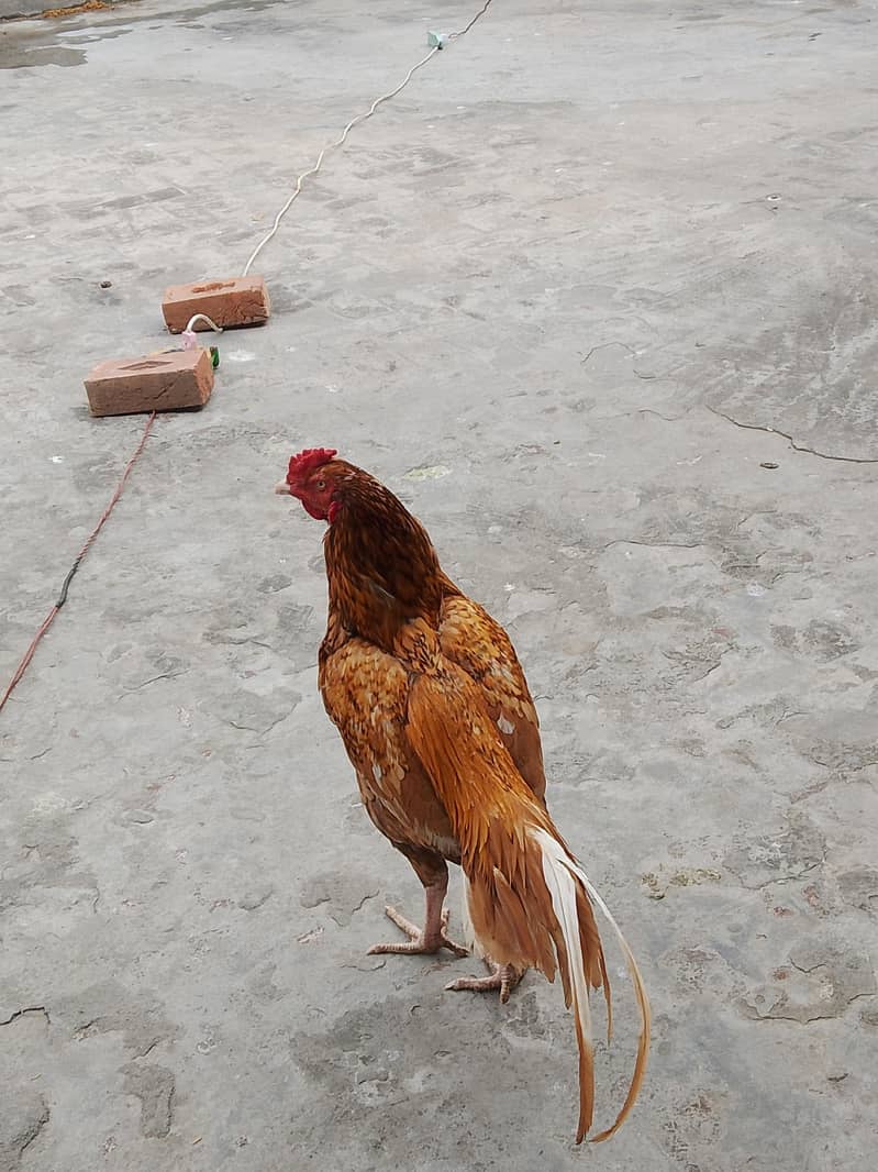 Pakistani Aseel Patha for sale | Aseel Murga for Sale| Aseel Murgi ...