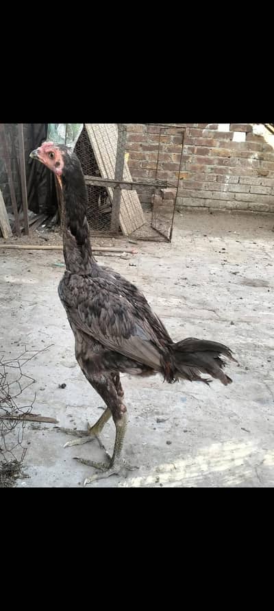 jis ne Lena ha wo fn kre