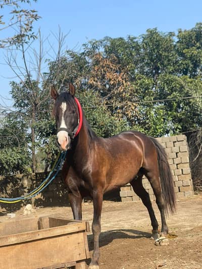 horse forsale ha Boht achi bloodline ha  hight 60 inch ha