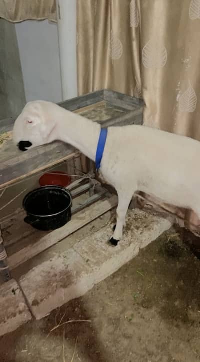 Khary ka 5 Mahina Ka Dhumba