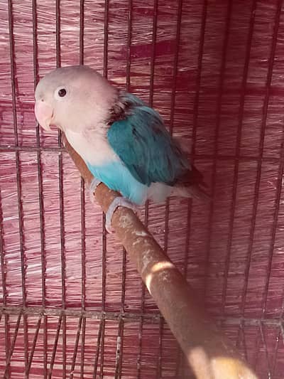 love bird, Australian