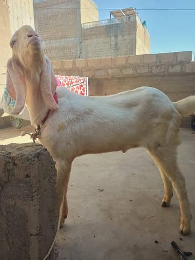 rajanpuri male bakra