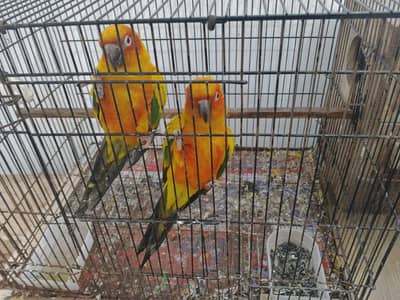 sun conure breeder pair with DNA