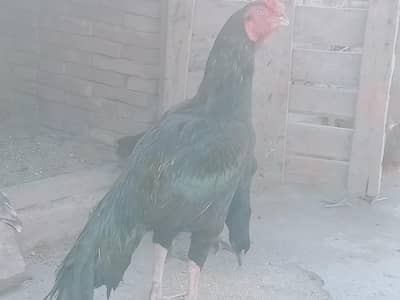 mianwali lassani breed