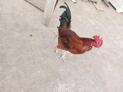 Desi murga and murgian anda wali