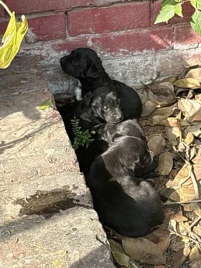 Playful energetic mixed puppies looking for new home