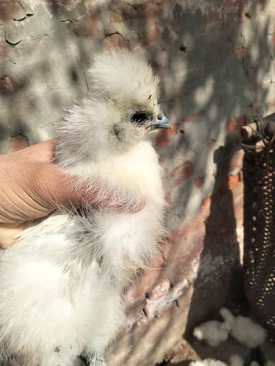 White silkie best blood line