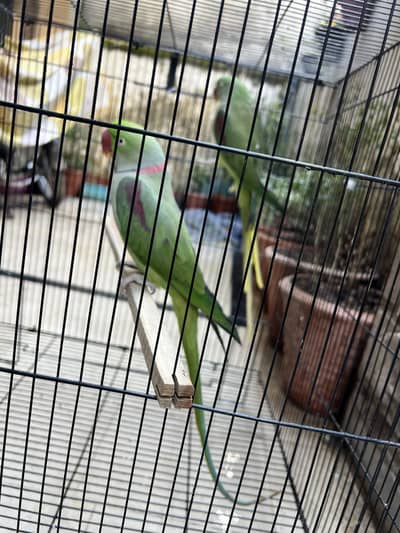  Alexandrine Parrots Breeder Pair for Sale 