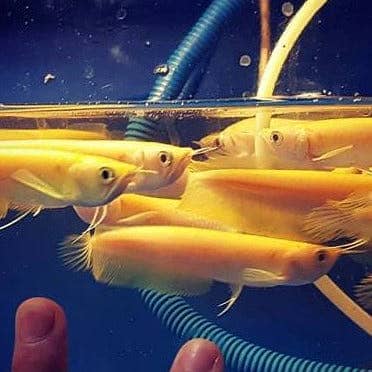 Albino golden arowana, phantom Redtail catfish, oscar Frontosa.