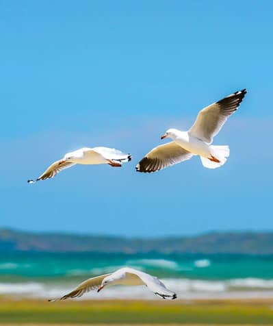 Shopify order confirmation