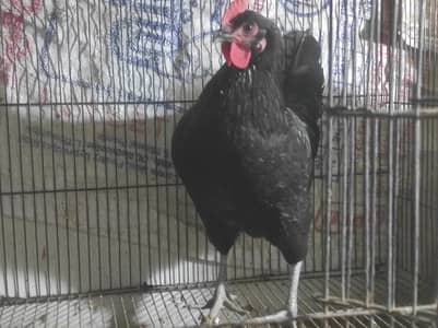 desi ande dene wali murgiya murga bhi ha