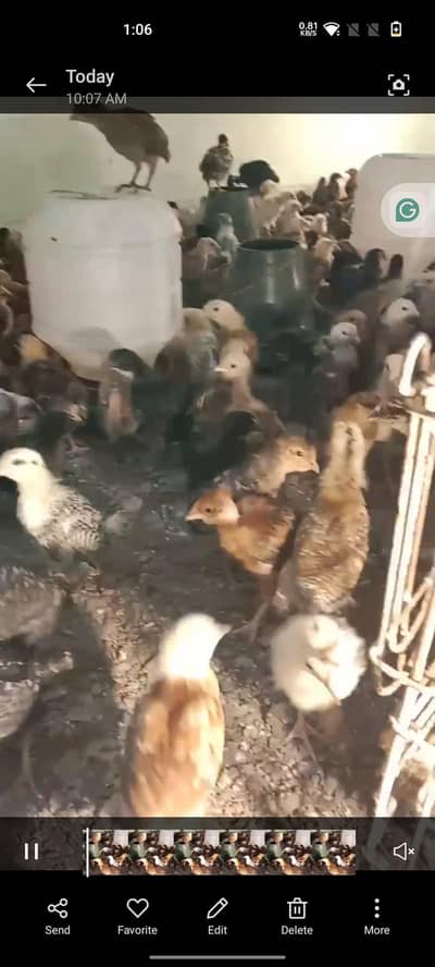 Golden Misri Chicks - Desi Chuzy - Hen Chicks - Vacation Chuzay
