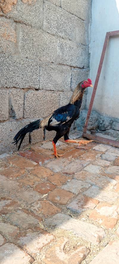 aseel patha for sale. whatsapp 0335-1102044.