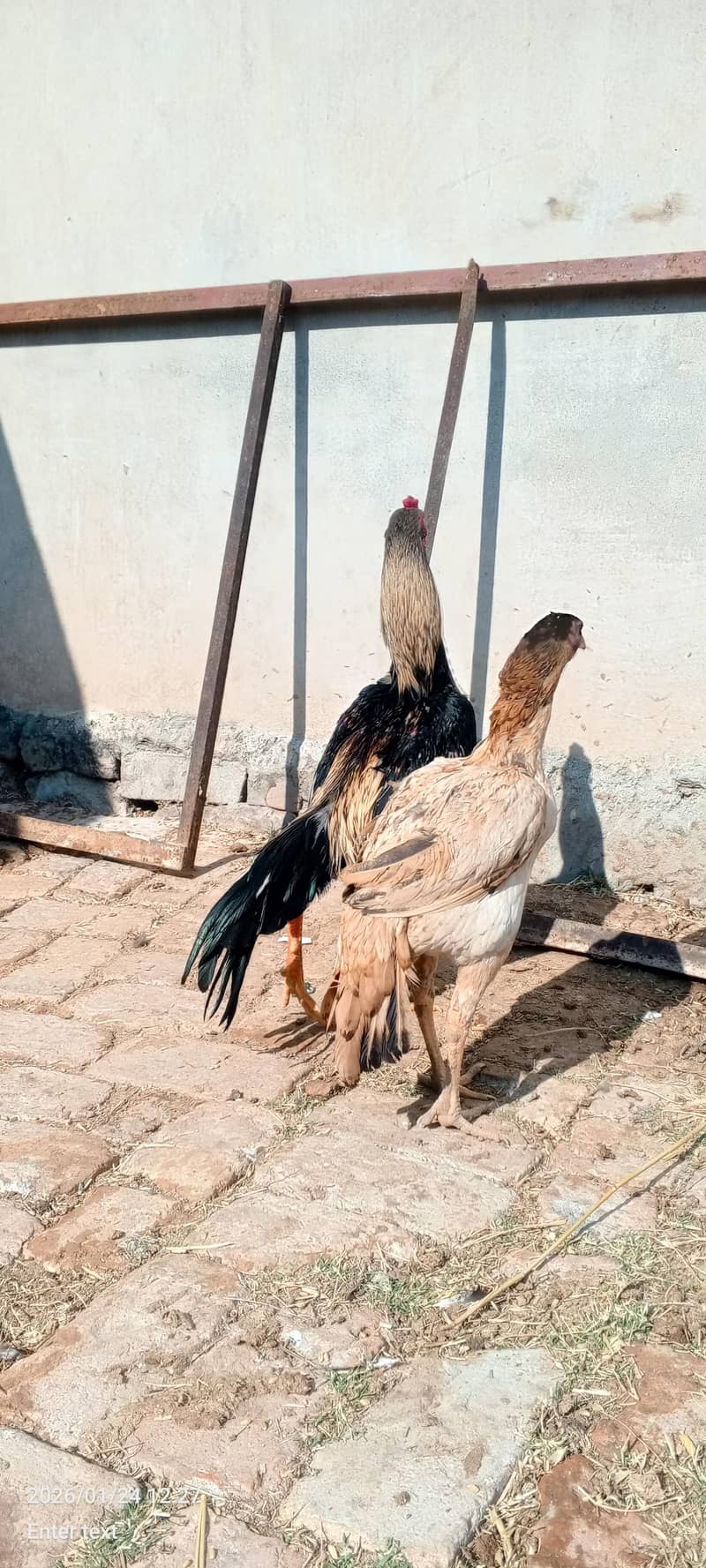 aseel patha for sale. whatsapp 0335-1102044. - Hens - 1110691281