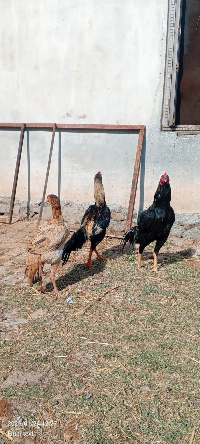 aseel patha for sale. whatsapp 0335-1102044. - Hens - 1110691281