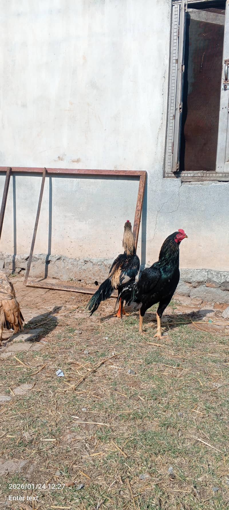 aseel patha for sale. whatsapp 0335-1102044. - Hens - 1110691281