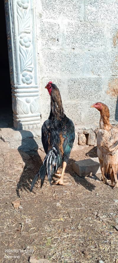 Aseel breder for sale. whatsapp 0335-1102044.