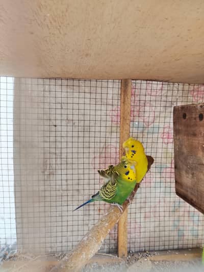 Hogo breeder pair exchange possible with exi