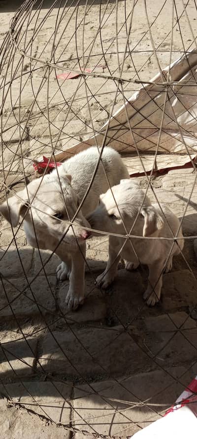 Guiltair 2 Male puppy